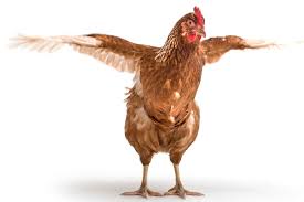 chickenuser