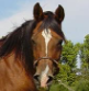 horse_neigh