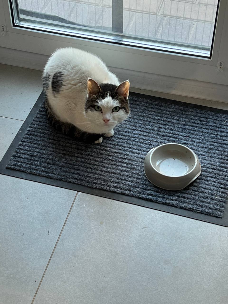catloverTV