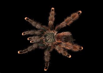 the_pinked_toed_tarantula