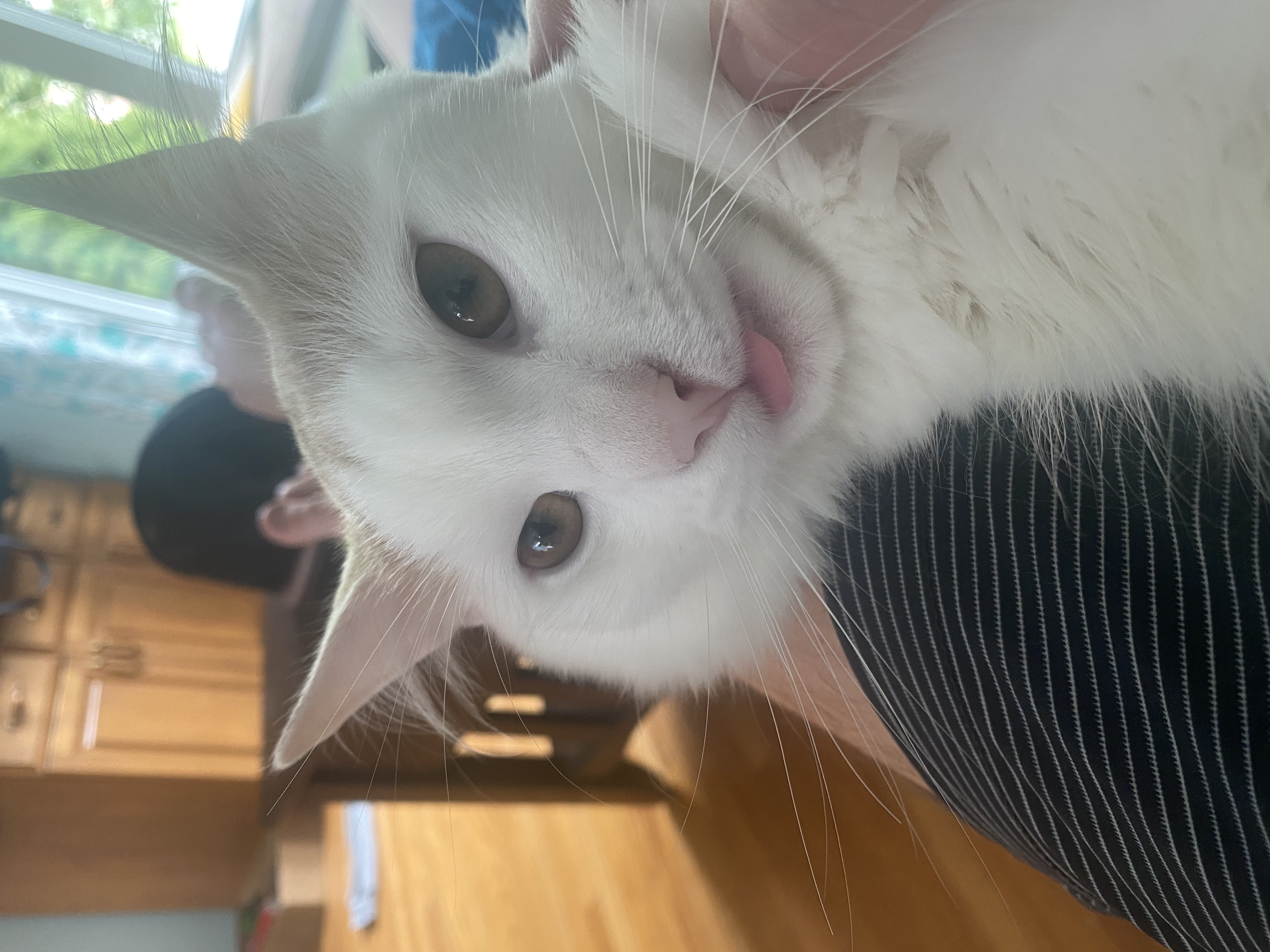 Axaxel