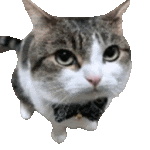 CatInASuit
