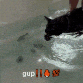 gup