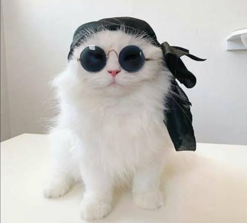 YaBoiSankitty