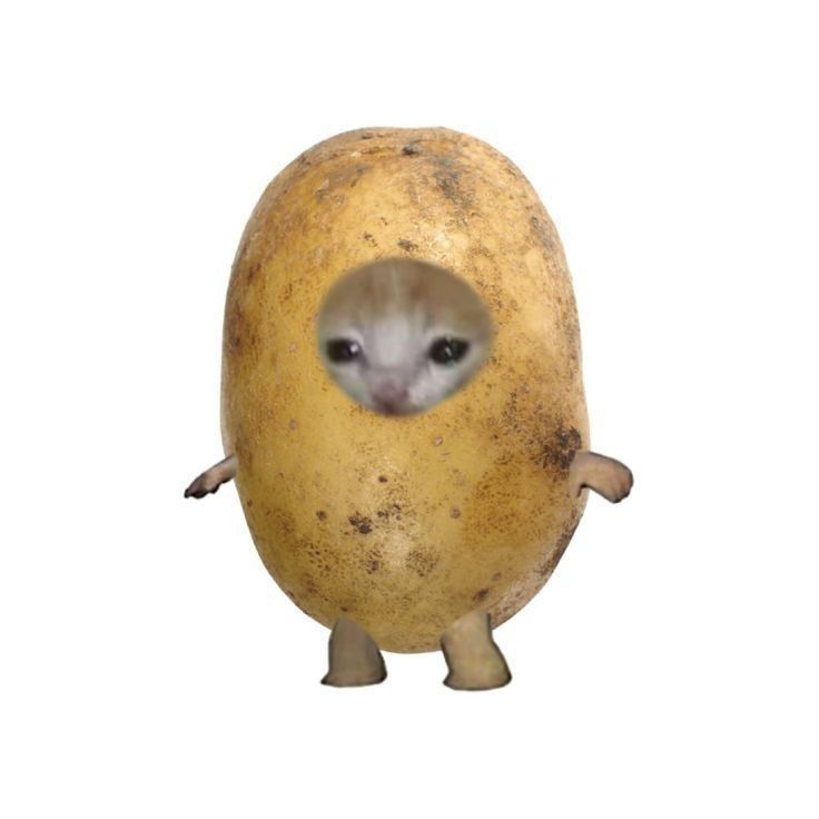 potatocat