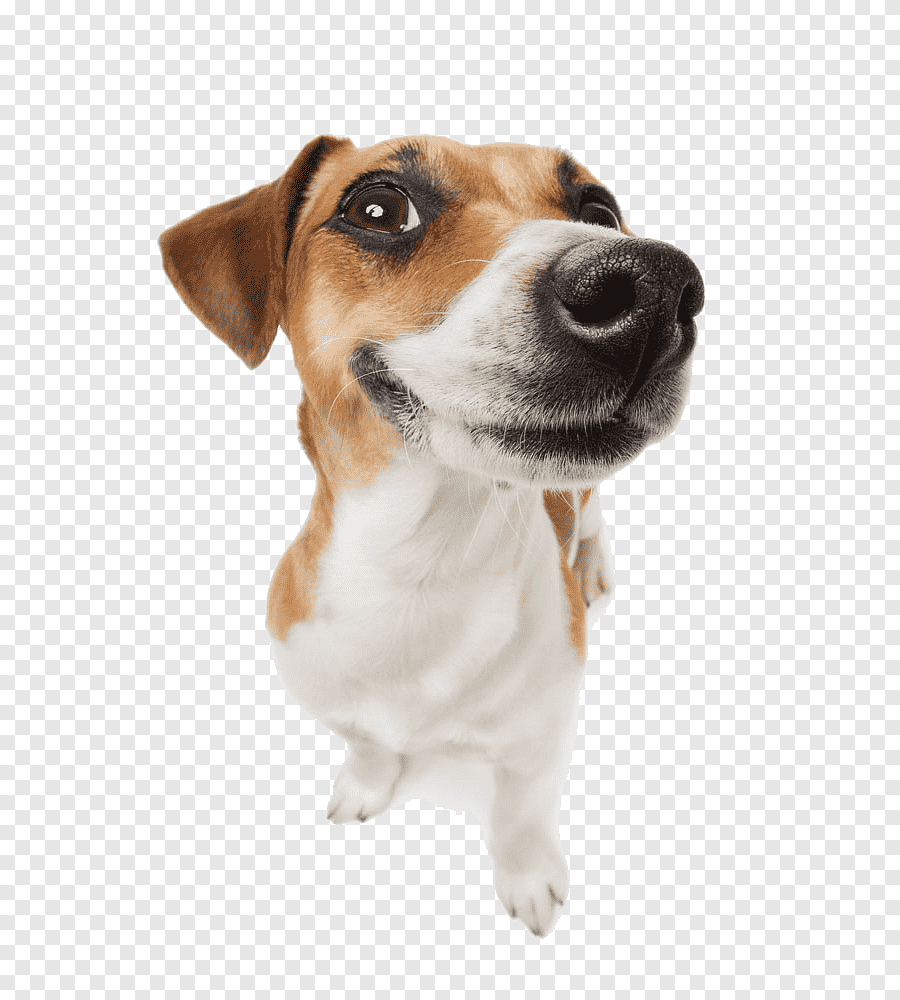 FunnyDogLol