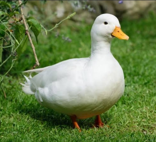 Ducky