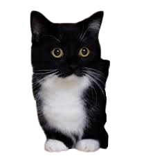boris