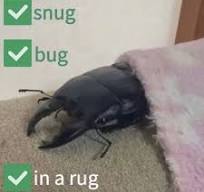 SnugBugInARug62