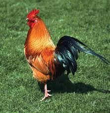 Chickenn