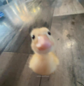 Ducks_are_cool9790