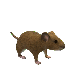 pepepepi