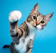 imacat