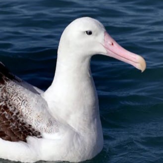 moonlitalbatross0183368