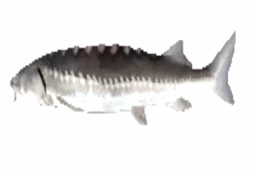 KindWater