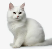 KittyTheKitty