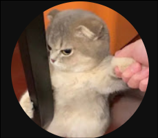 Cat_Memes