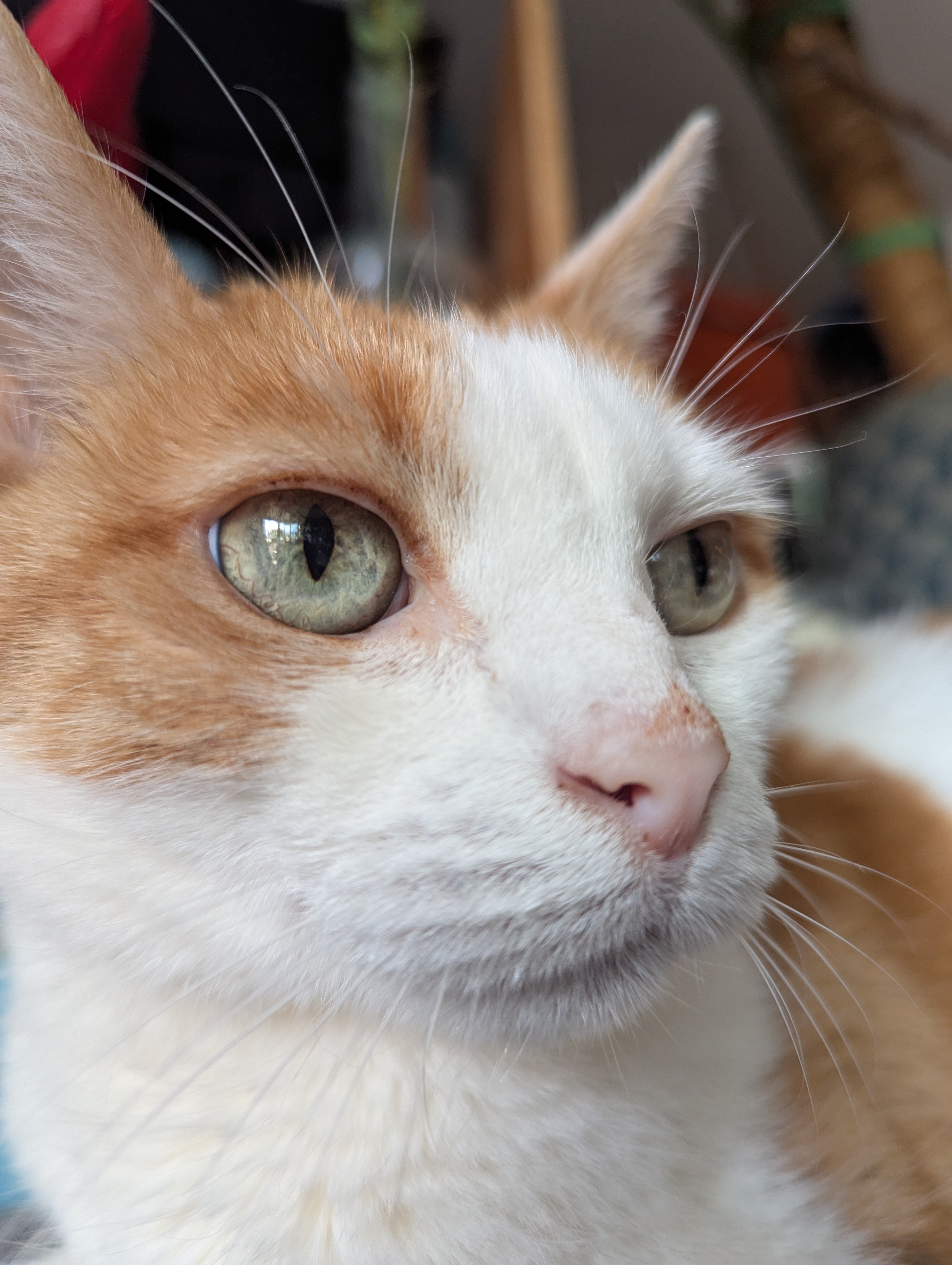 Thecatsarehere