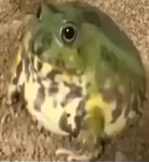 skibidysaweverything