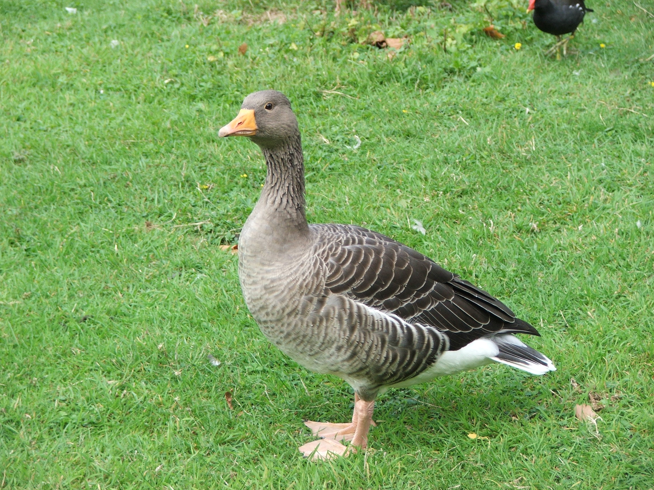 TallGoose