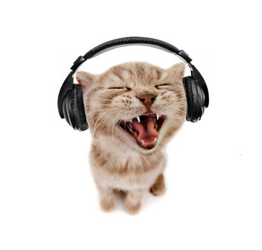 katcat