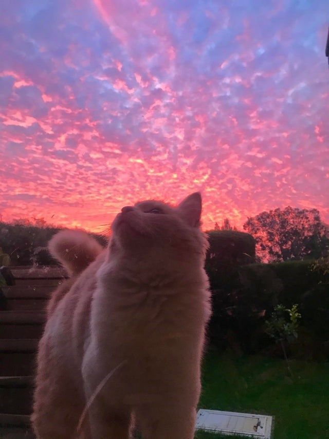 iLovcats