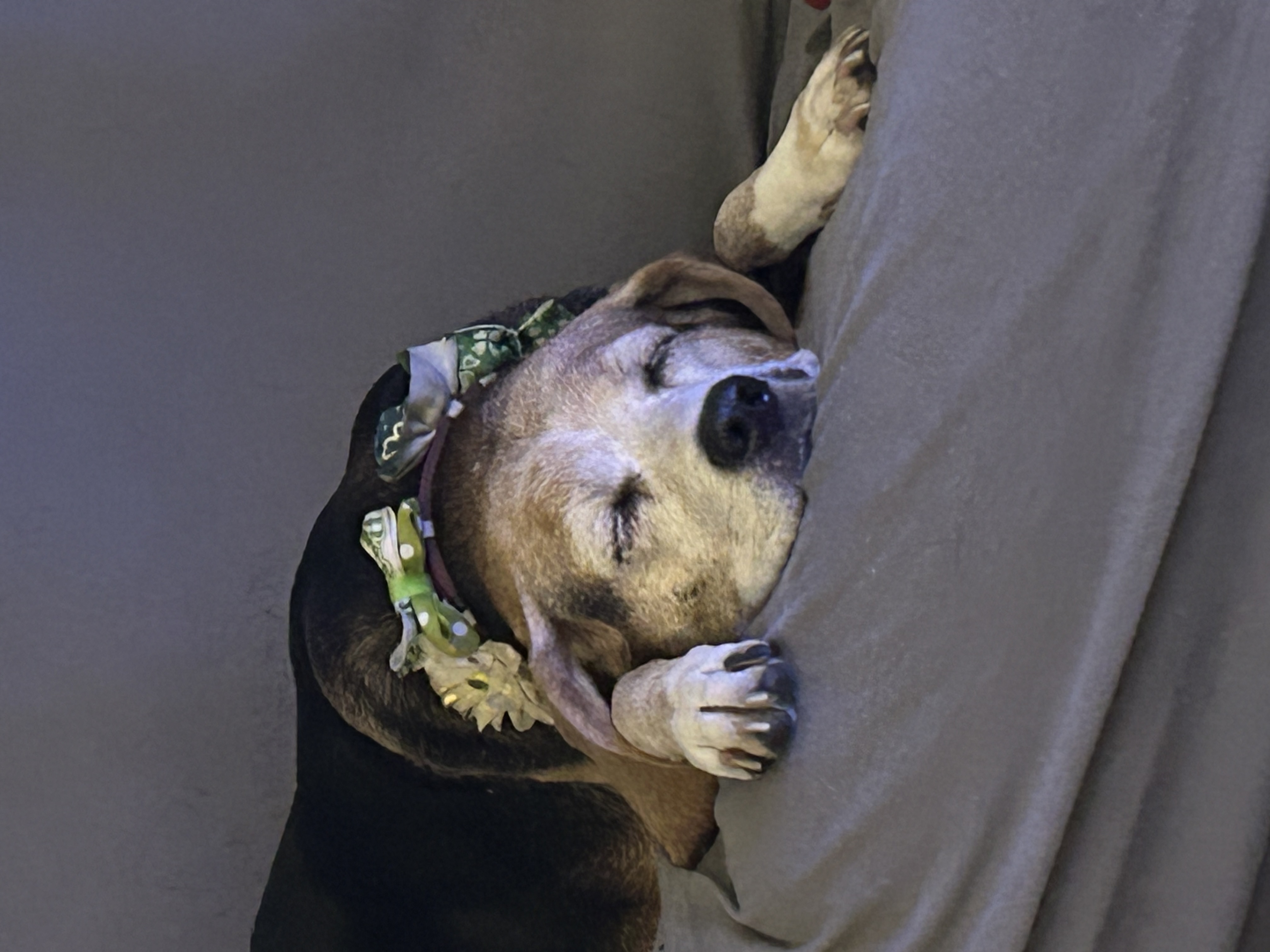 goldenflower83972407