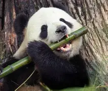 PandyTheGamer