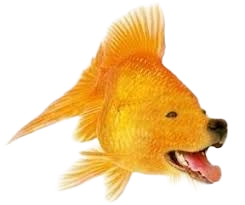 Dogfish