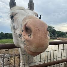 neigh